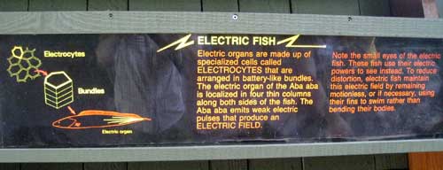 electric fish explain